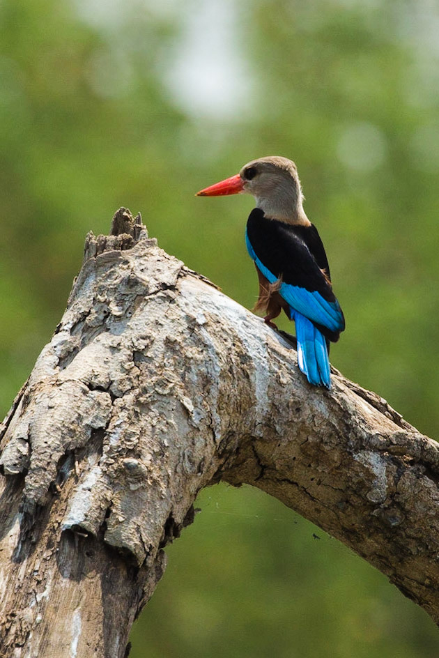 Grey headed Kingfisher