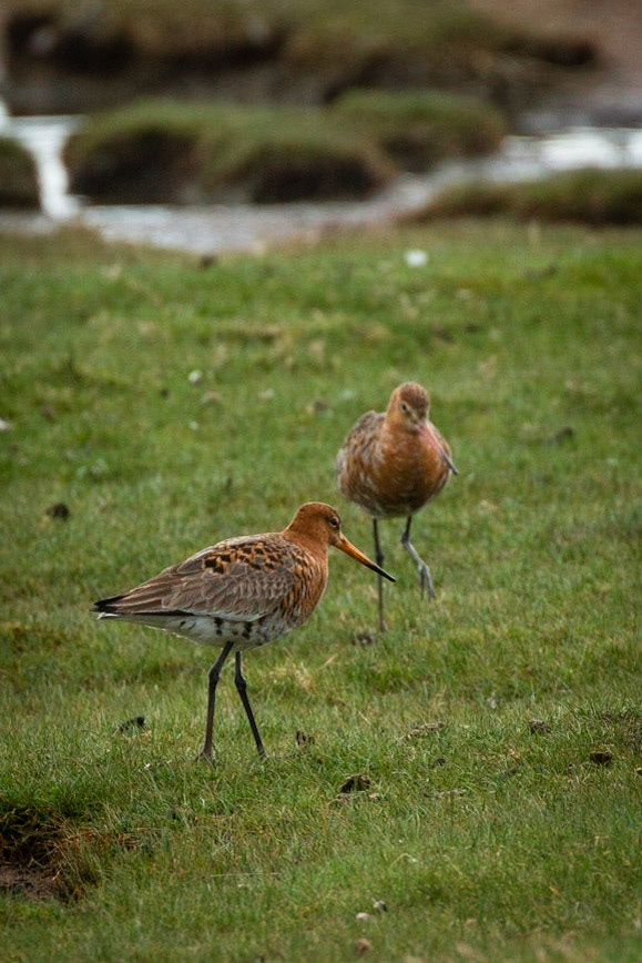 Blacked Tailed Godwit