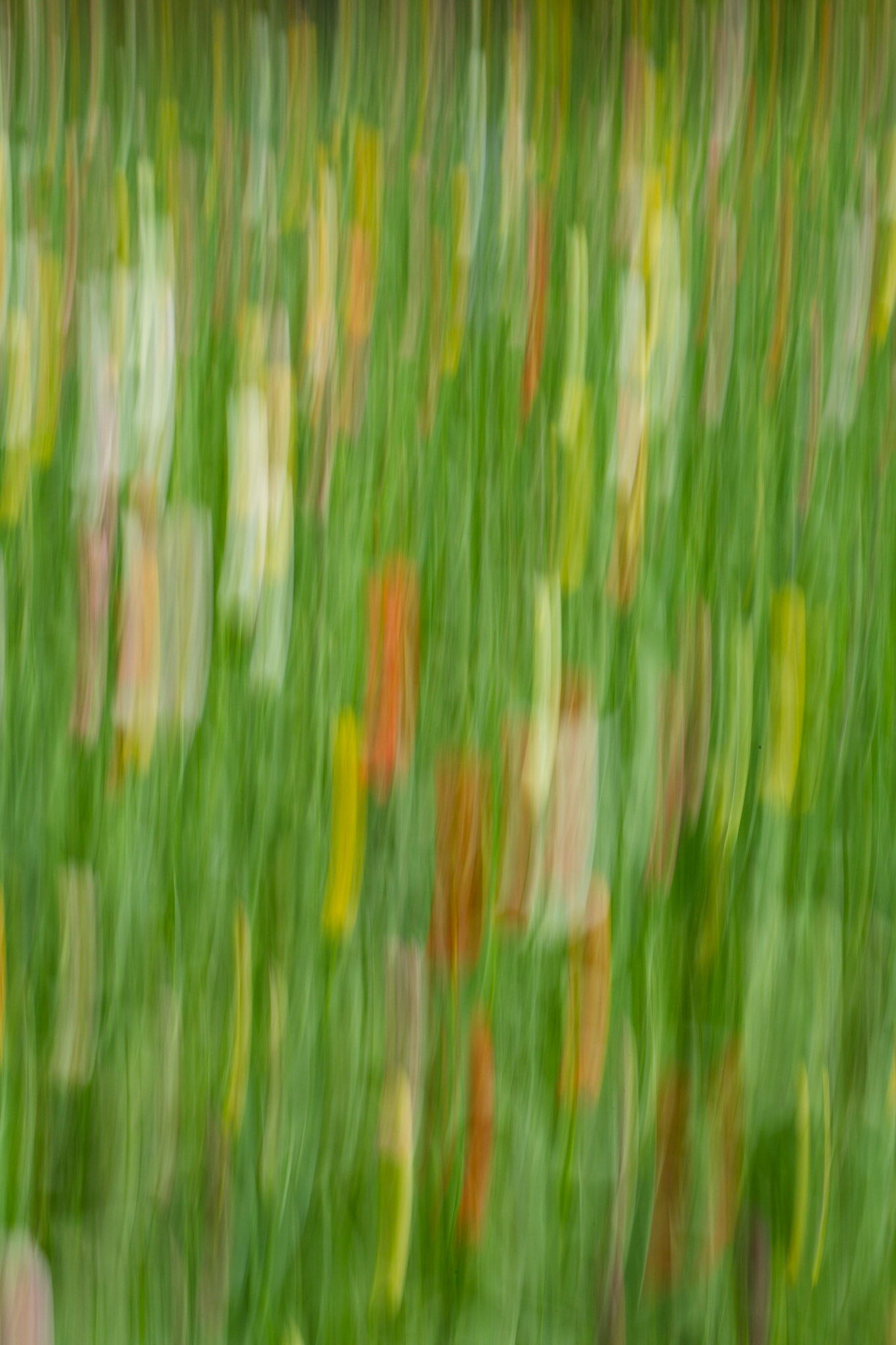 Poppy splash