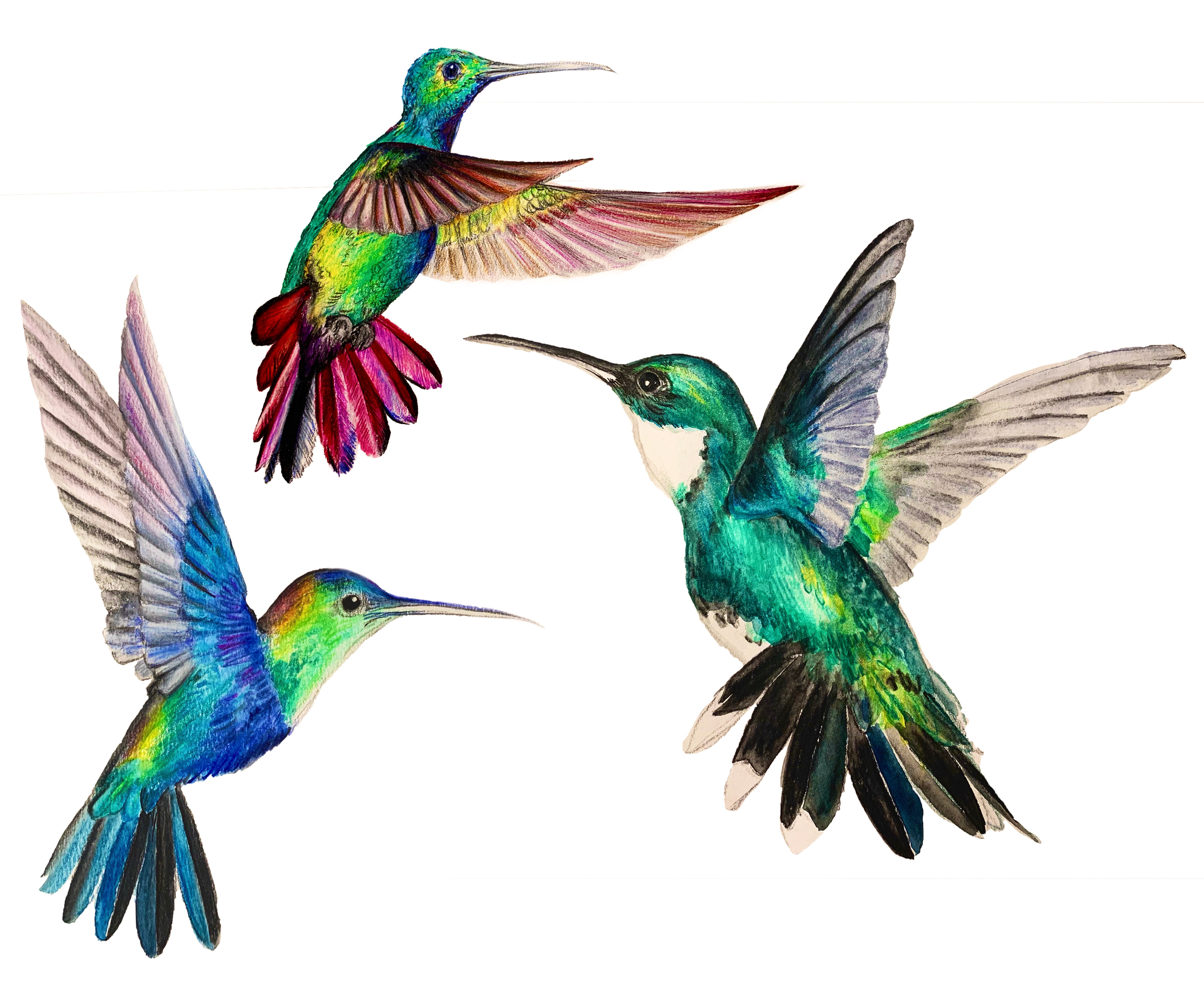 color pencil drawing