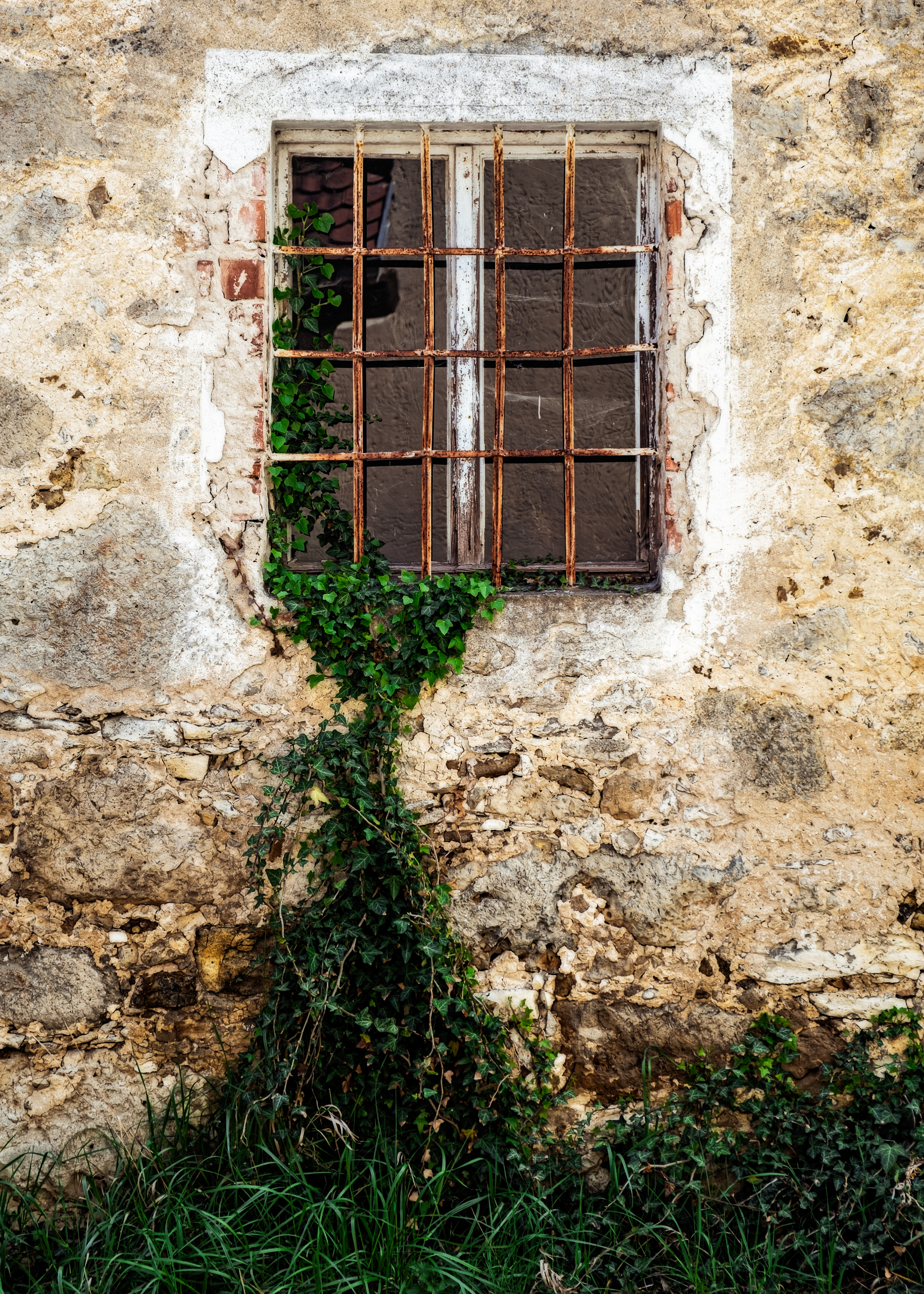 Creeping Ivy | 2019