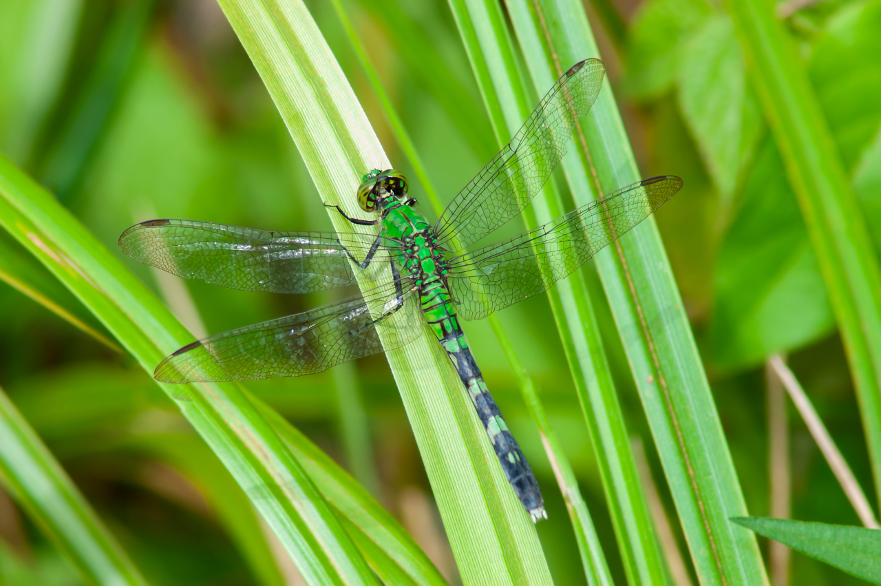 Female Eastern Pondhawk Dragonfly