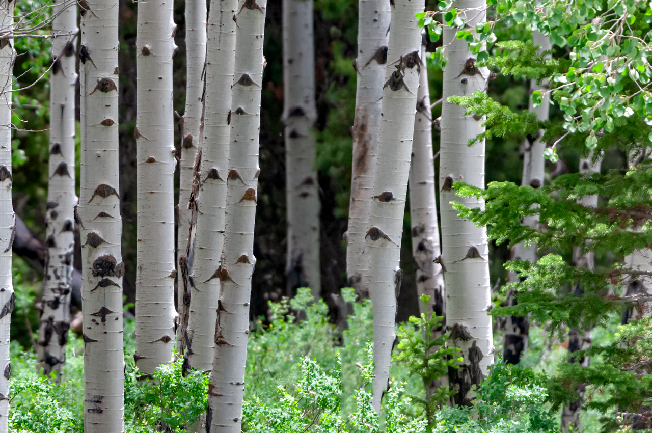 Sprig Aspen tree grove