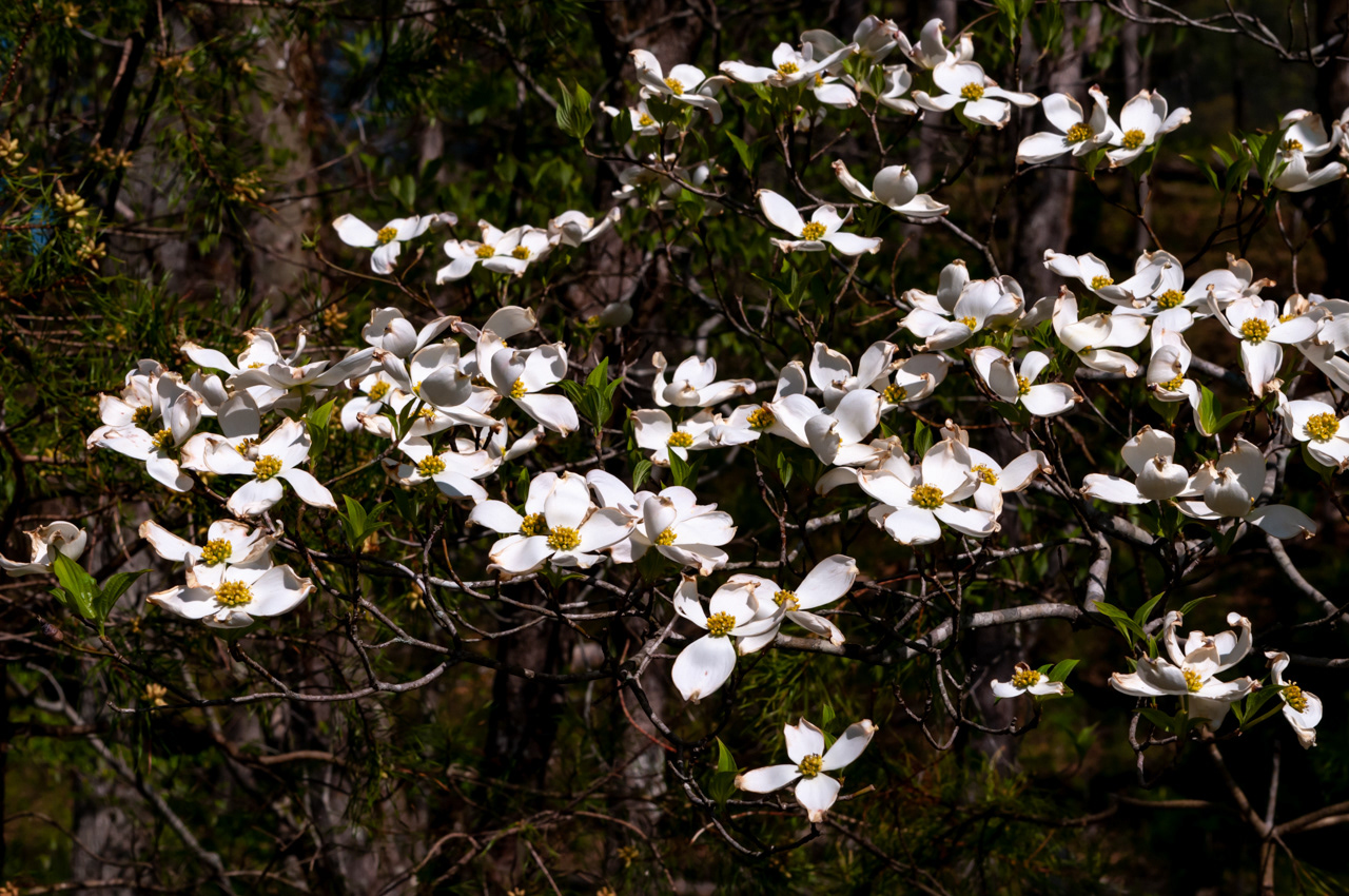 Spring Dogwood Tree Blossoms