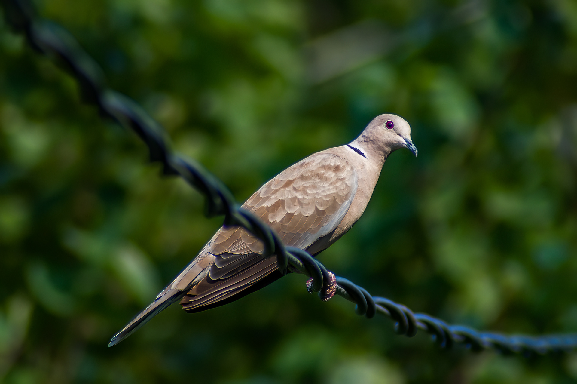 Eurasian Collared Dove (Streptopelia decaocto)