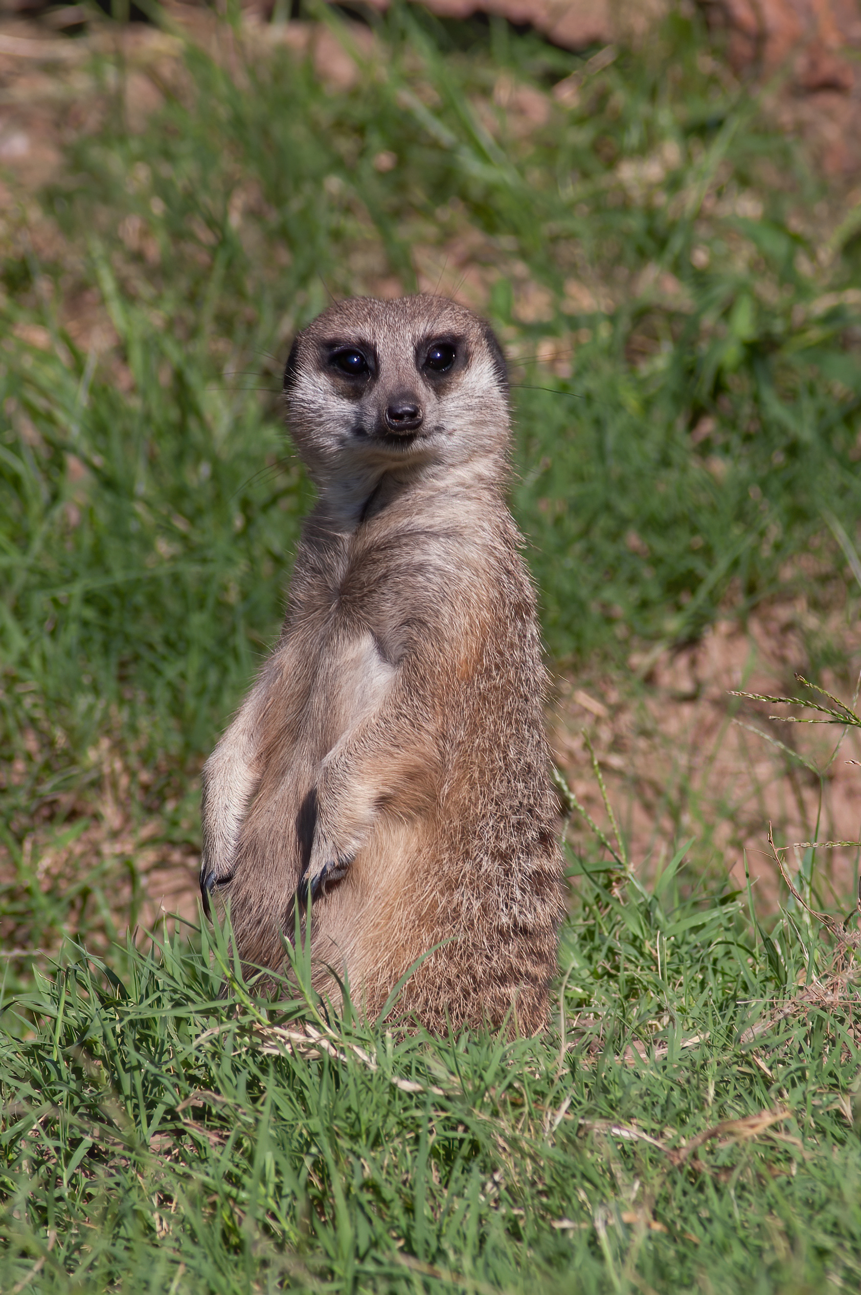 Meerkat