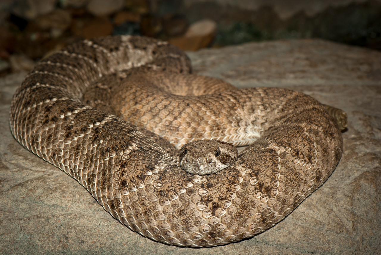 Large Rattlesnake — **Poisonous**