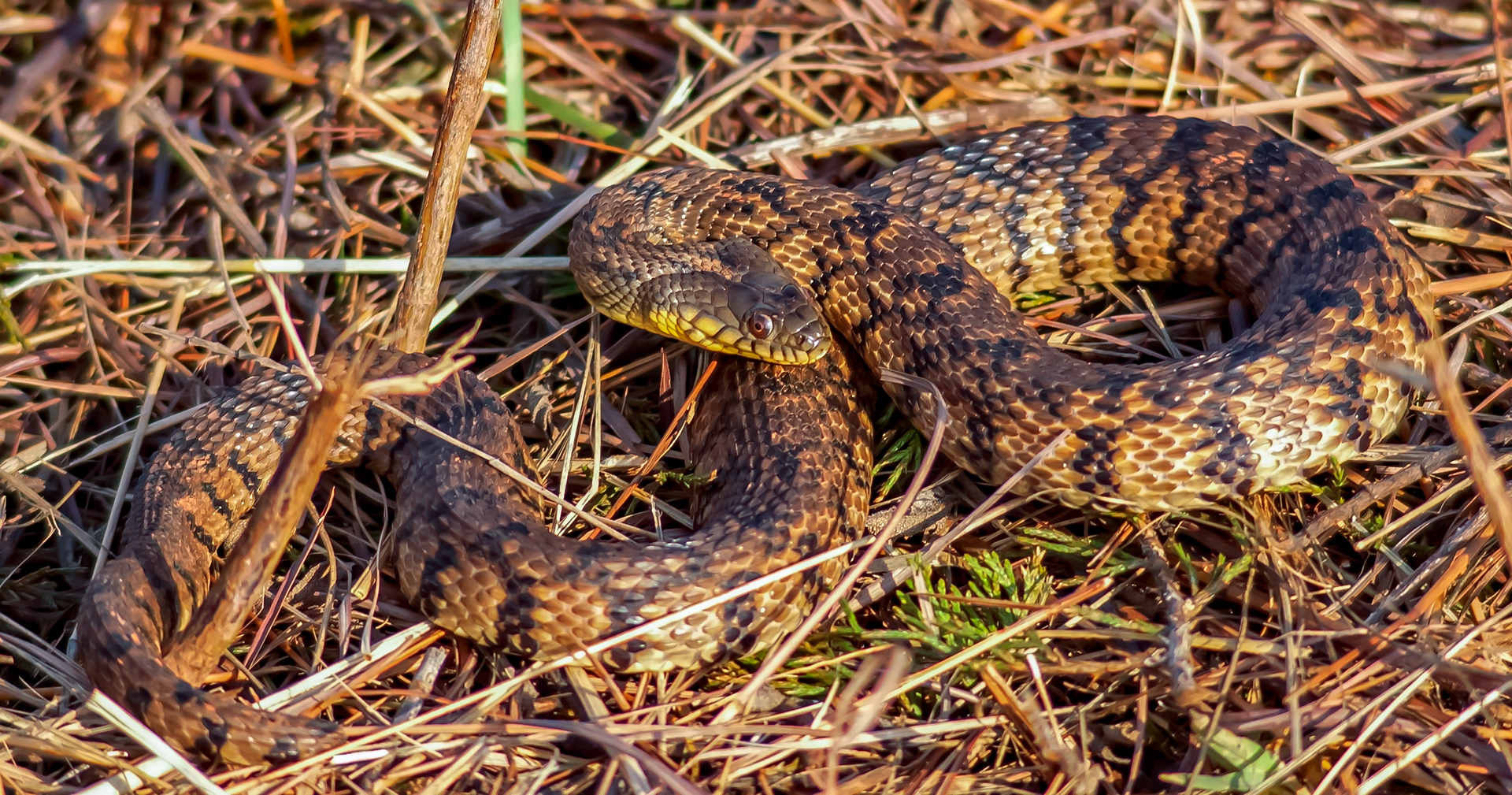 Northern Diamondback Water Snake (Nerodia rhombifer)