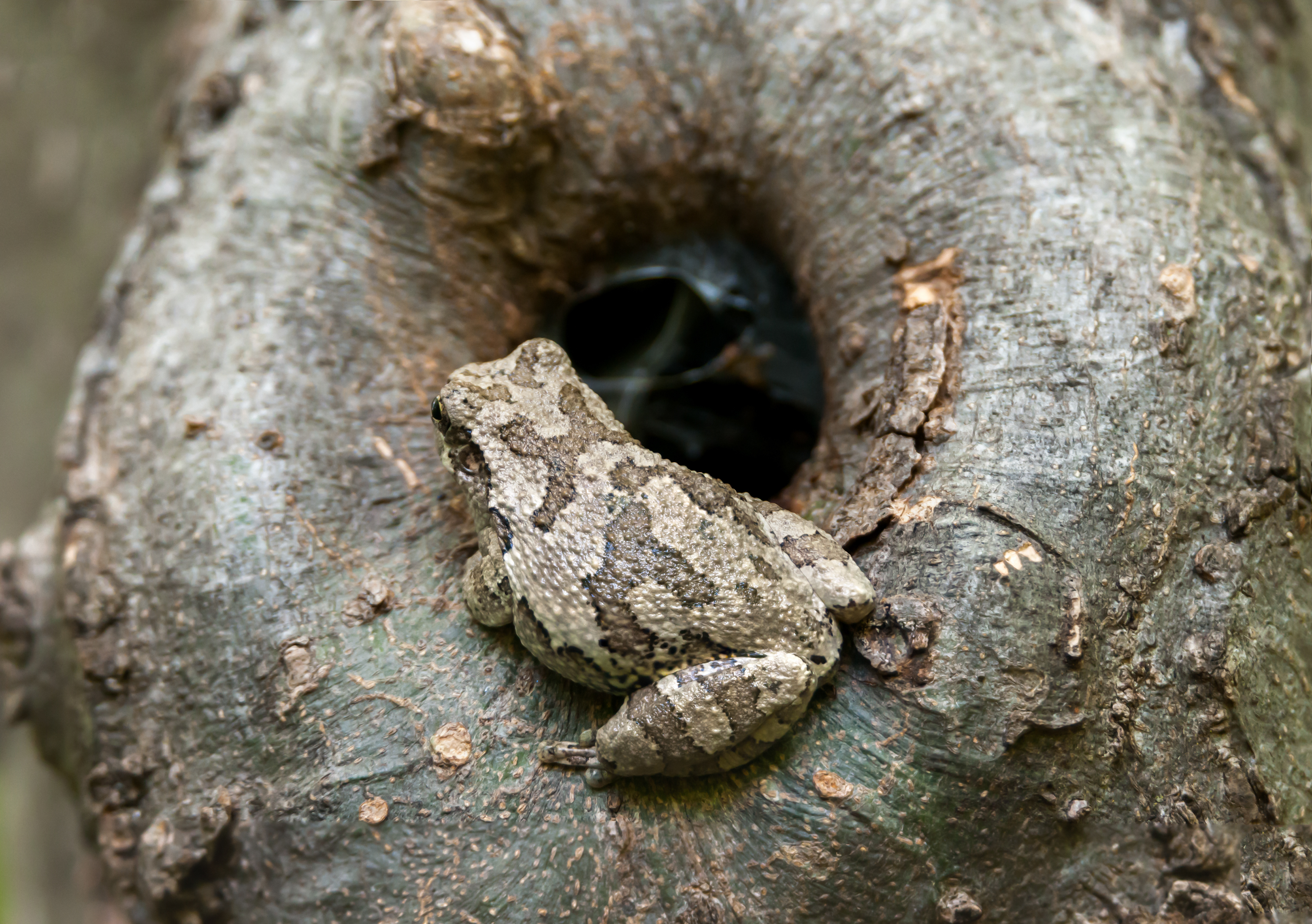 Cope's Gret Tree Frog (Dryophytes chrysoscelis)
