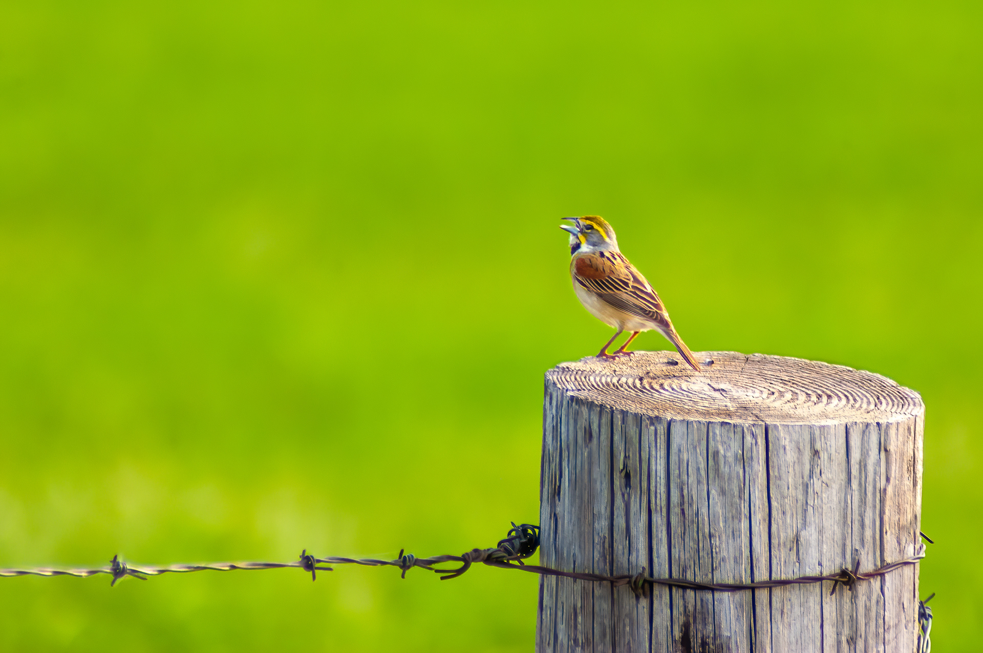 Dickcissel -Male