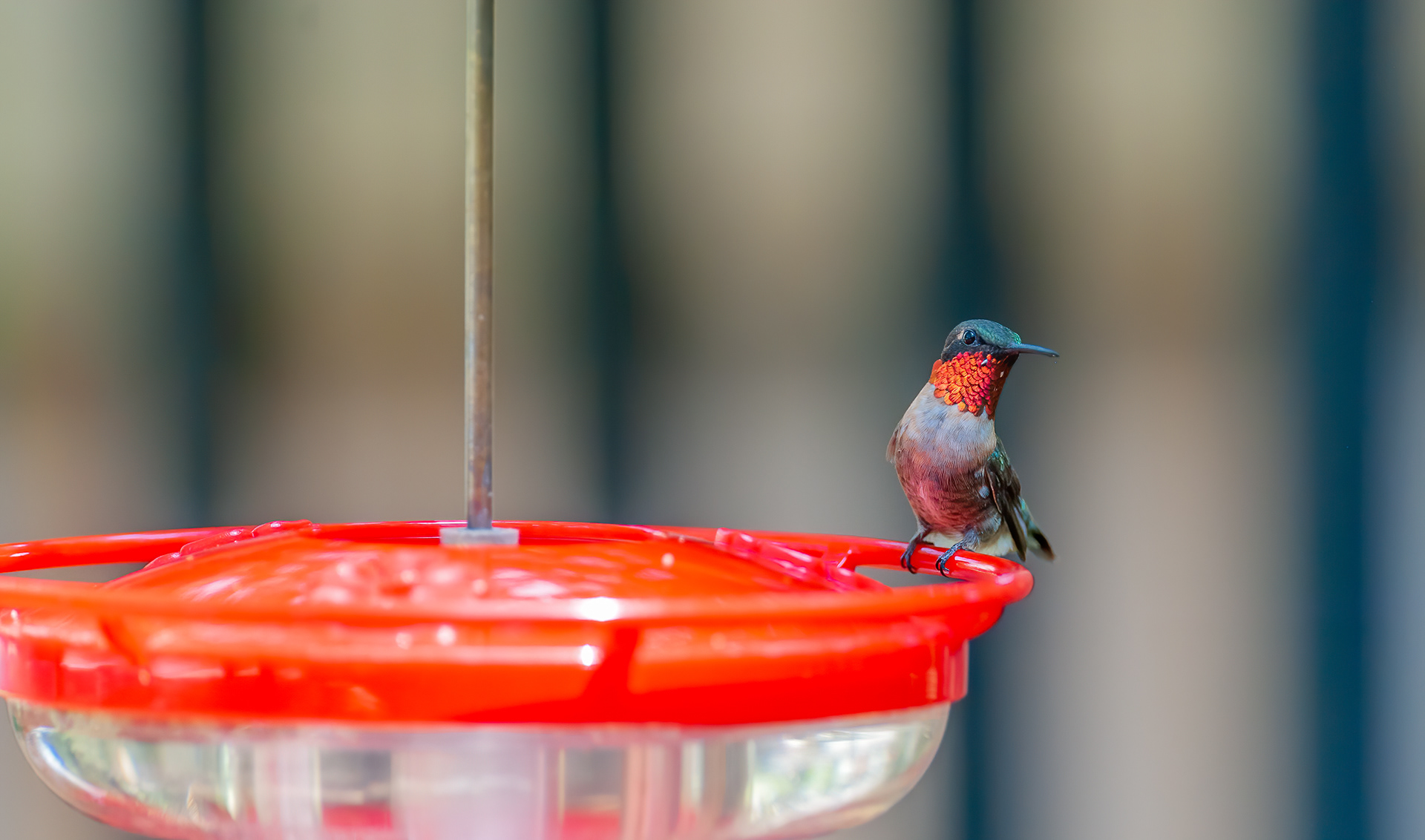 Ruby-throated Hummingbird - Male (Archilochus colubris))