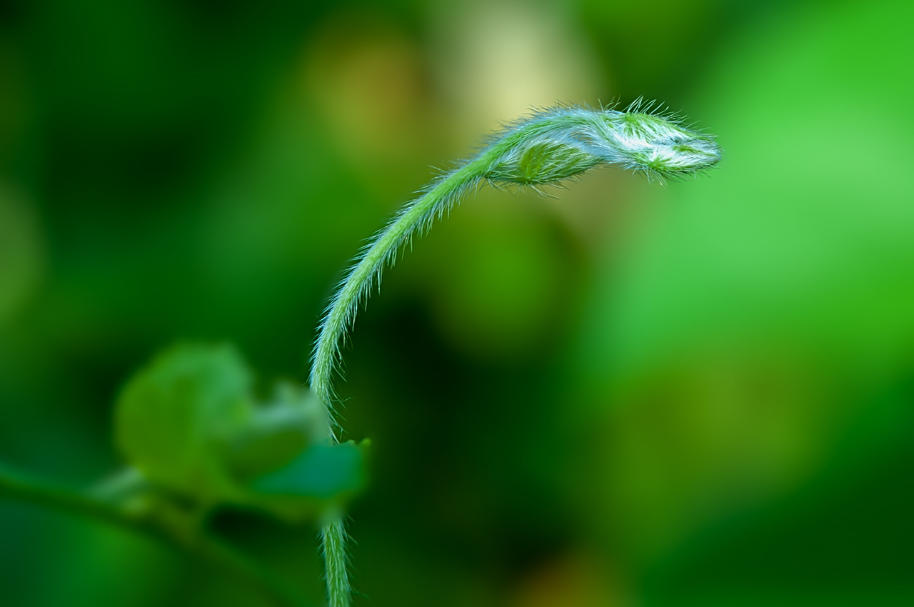 "Alien"