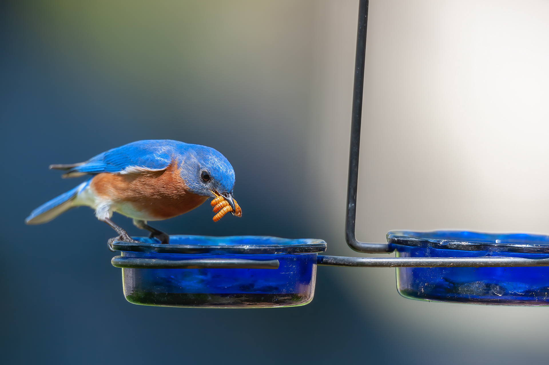 Eastern Bluebird - Male