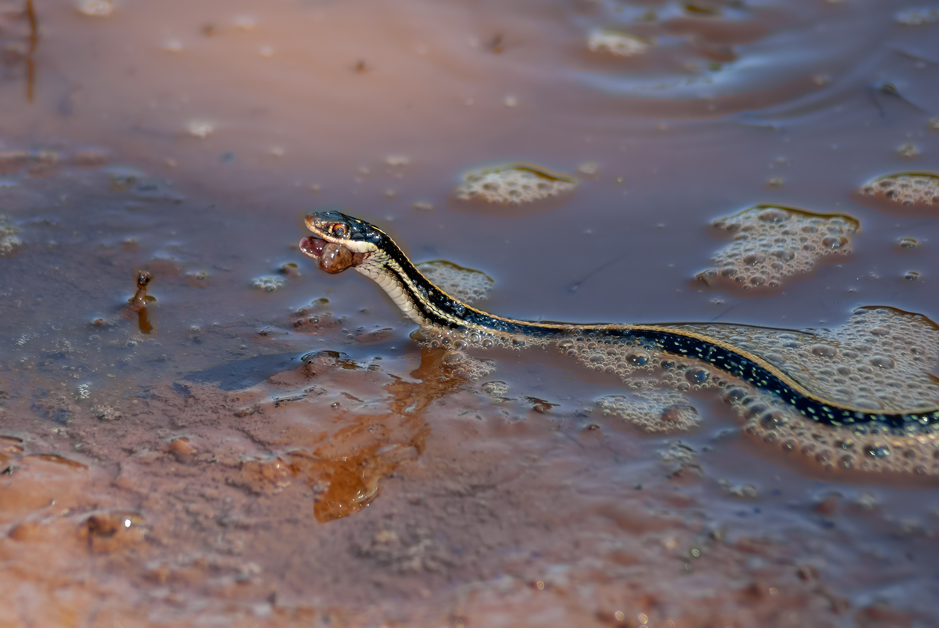 range-striped Ribbon Snake (Thamnophis proximus proximus)