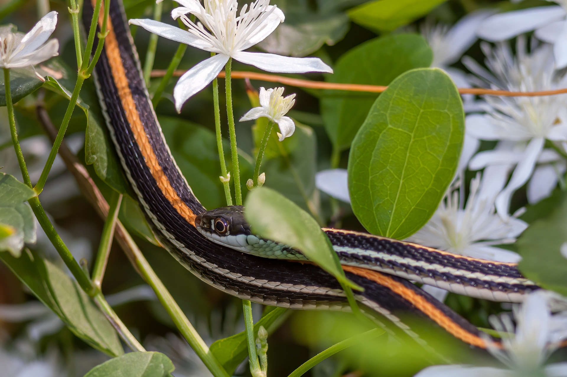 Orange-striped Ribbon Snake (Thamnophis proximus proximus)