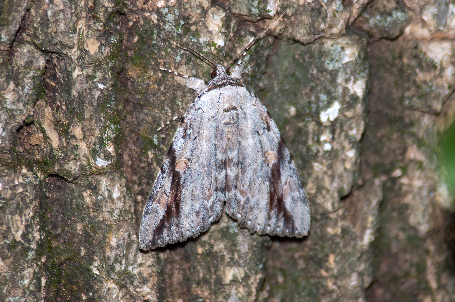 Wildeyes Images - Moths of Oklahoma