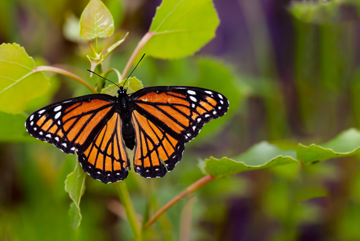 Wildeyes Images Butterflies of Oklahoma