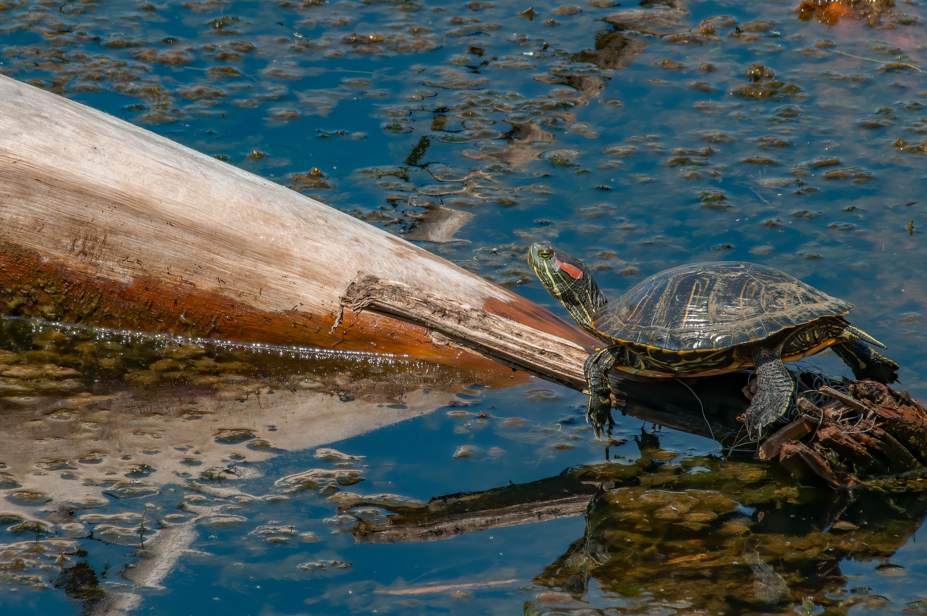 Red-eared Slider (Trachemys scripta elegans))
