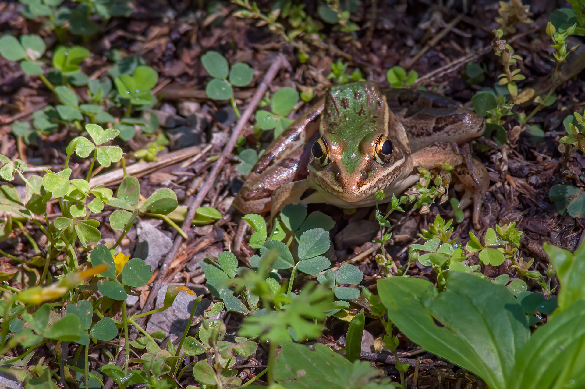 \Southern Leopard Frog (Lithobates sphenocephalus)