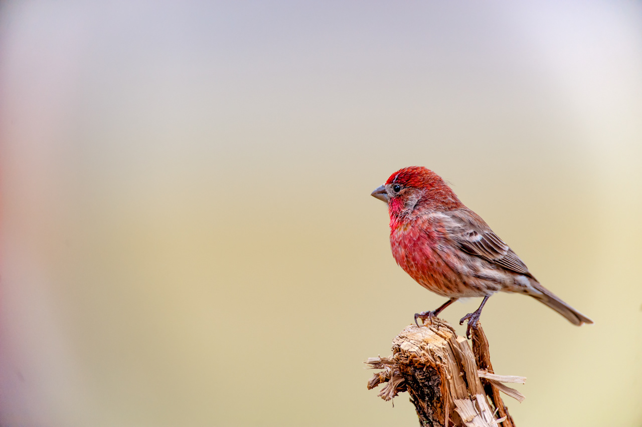 Male House Finch