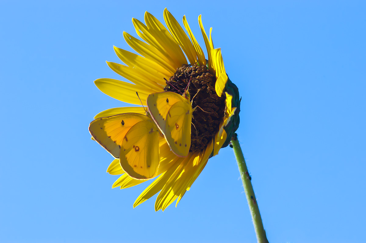 Wildeyes Images Butterflies of Oklahoma