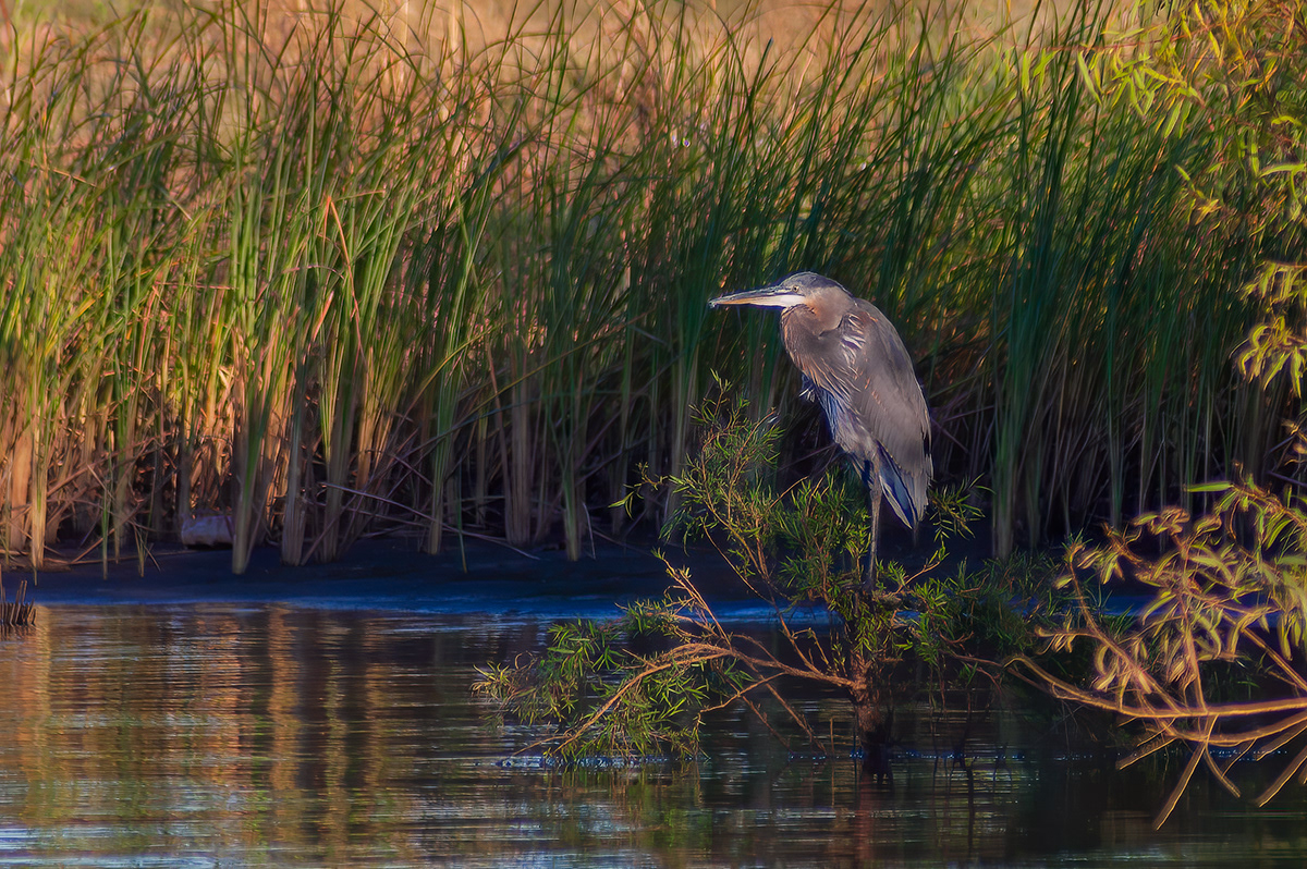 Wildeyes Images Oklahoma Birds Wading Birds