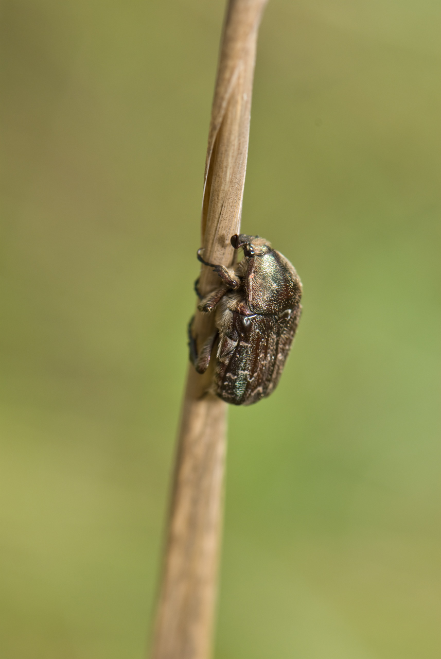 Flower Chafer Beetle