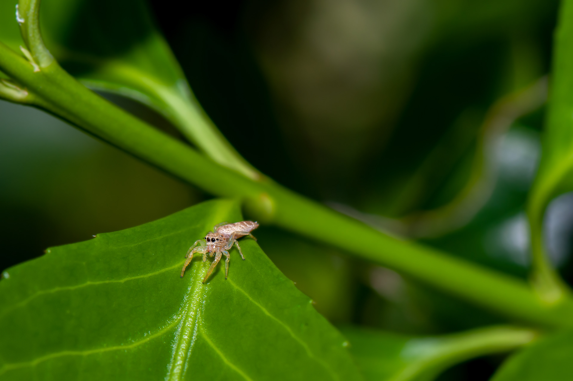 Jumping Spider