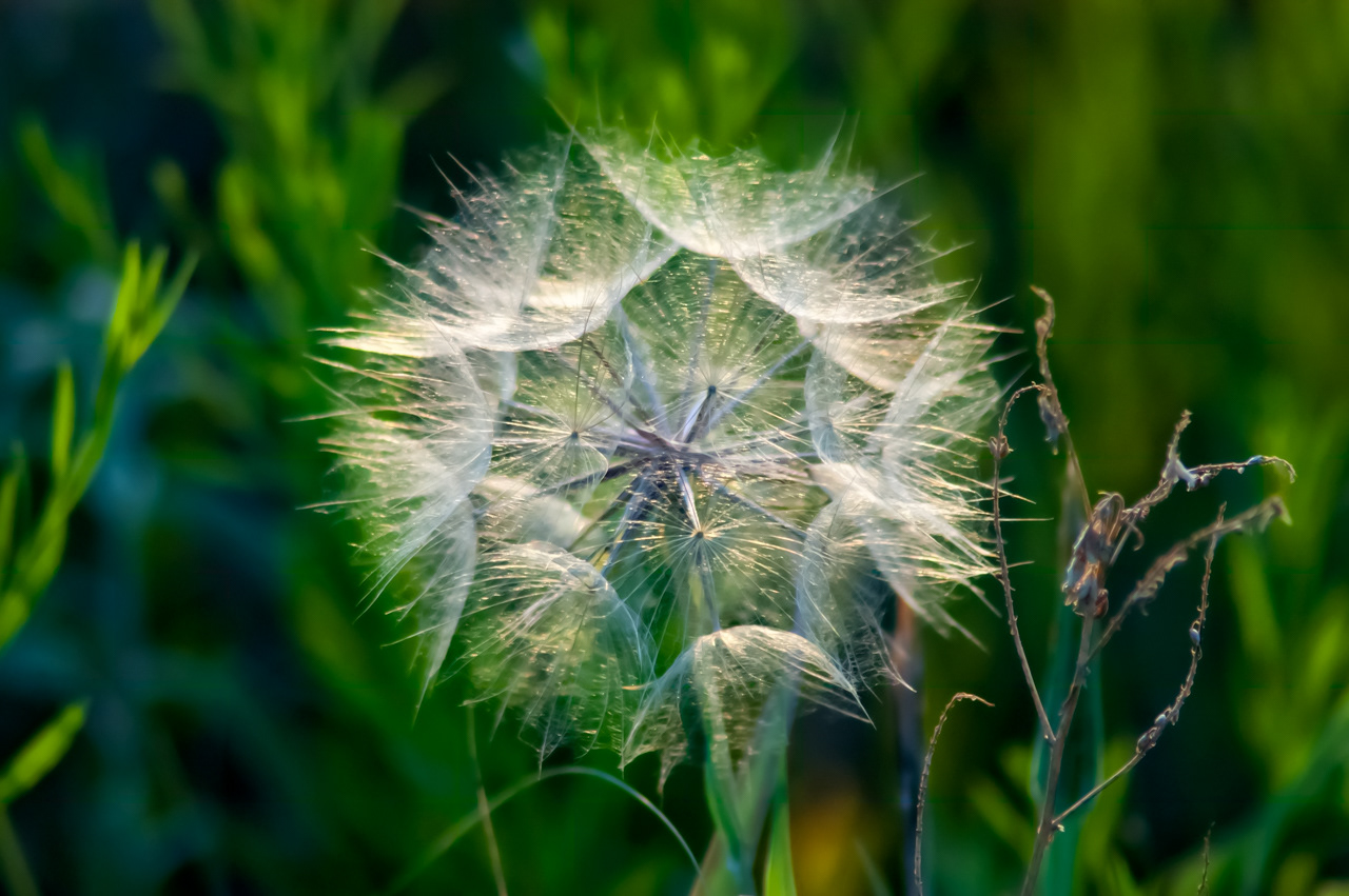 Giant Dandelion