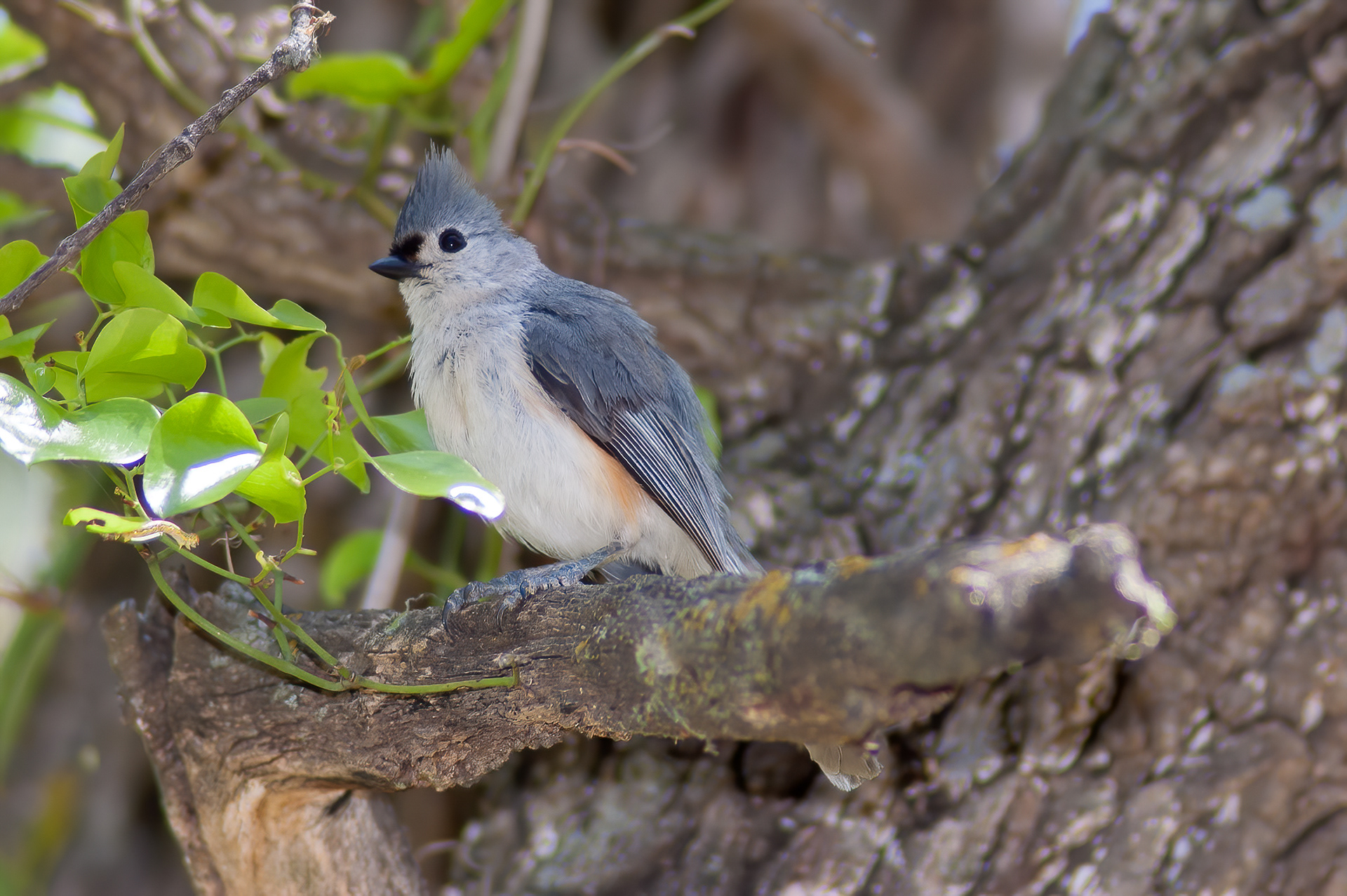 Tufted Titmouse