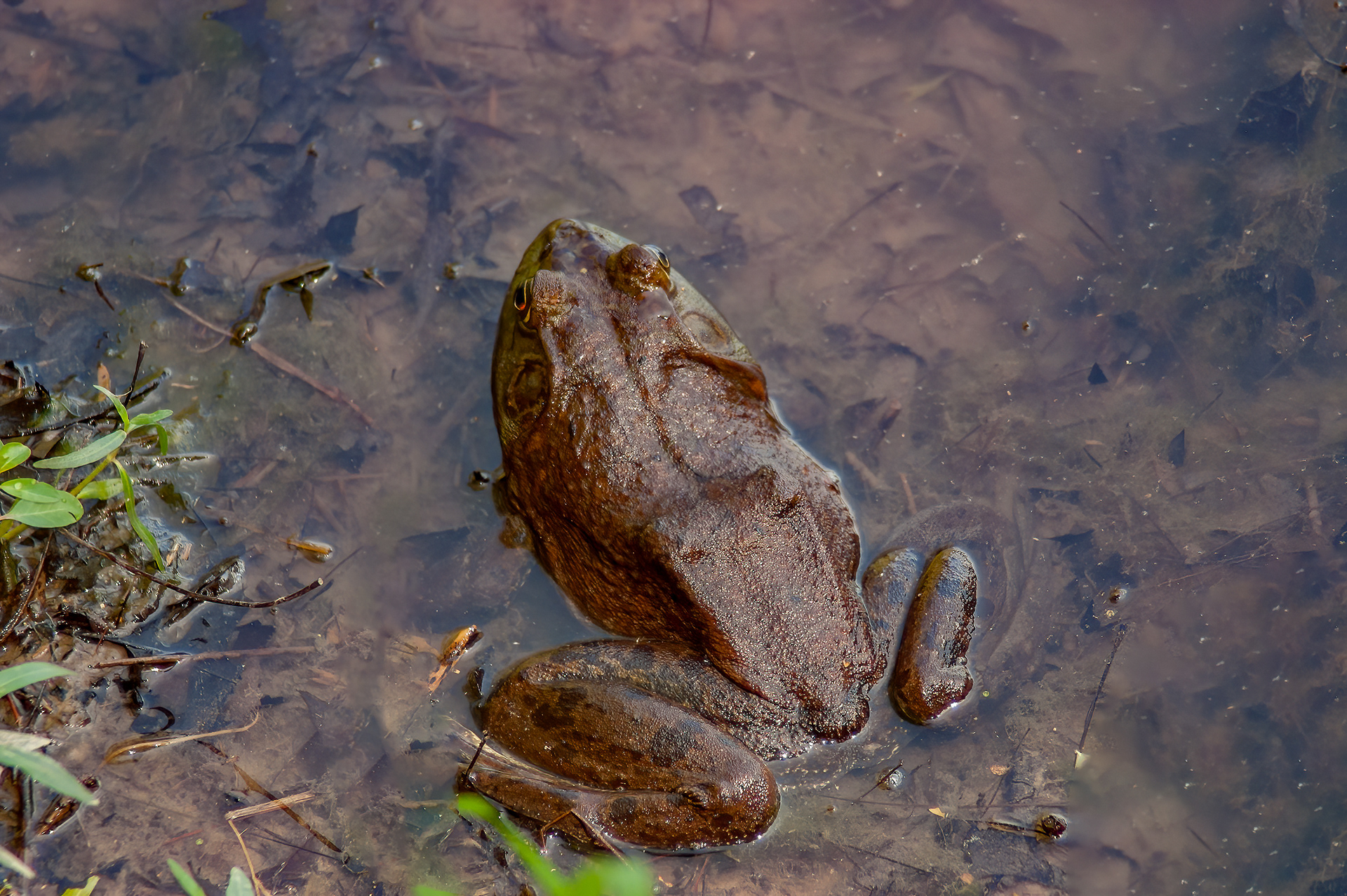 American Bullfrog (Lithobates catesbeianus)