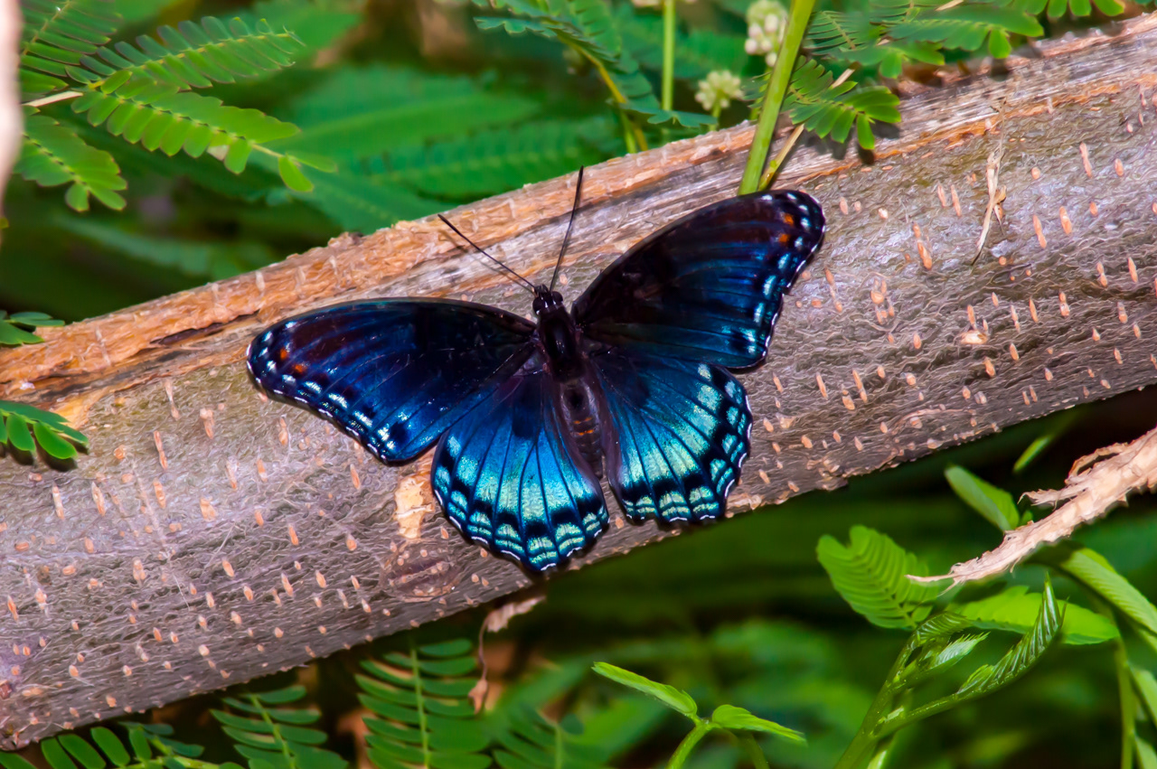 Red Admiral Butterfly