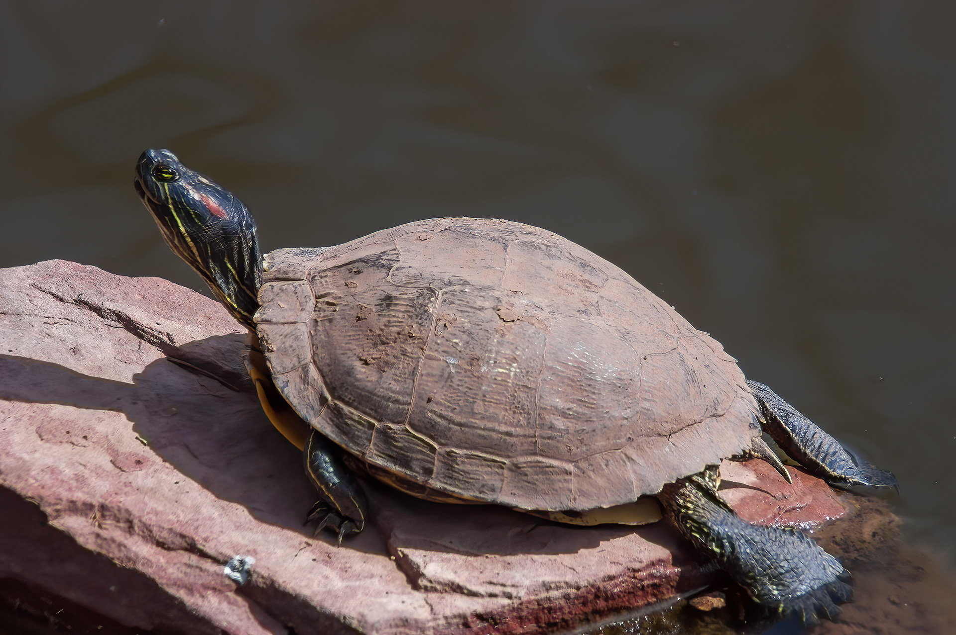Red-eared Slider (Trachemys scripta elegans)