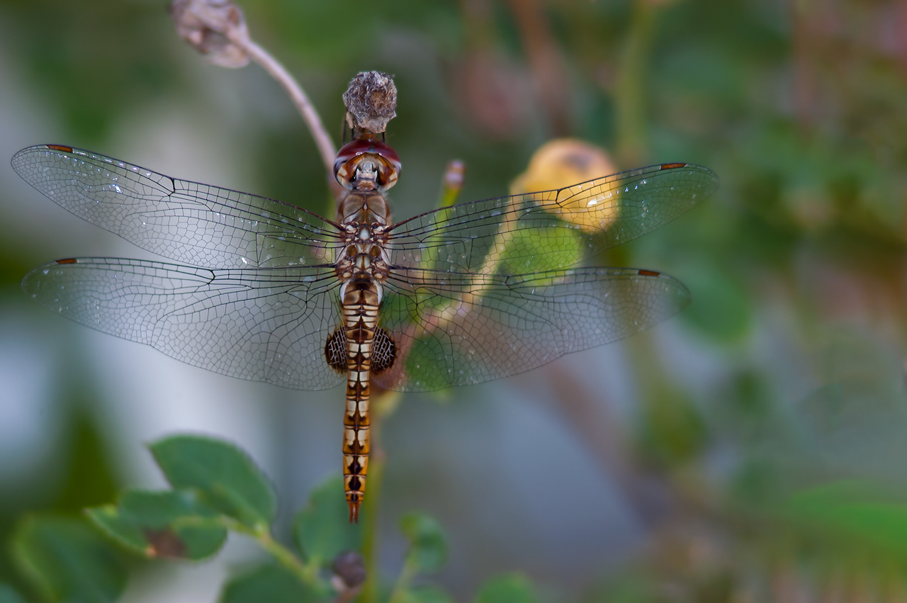Spot-winged Glider Dragonfly
