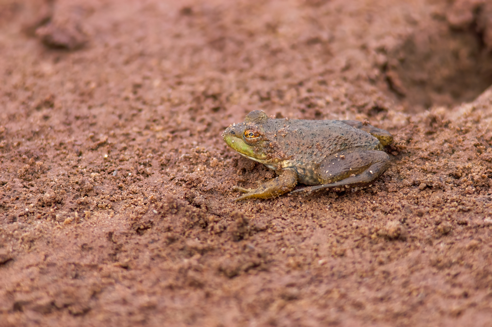 American Bullfrog (Lithobates catesbeianus)