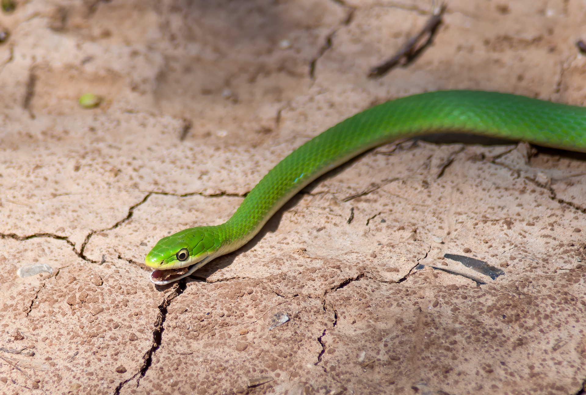 Rough Green Snake (Opheodrys aestivus)