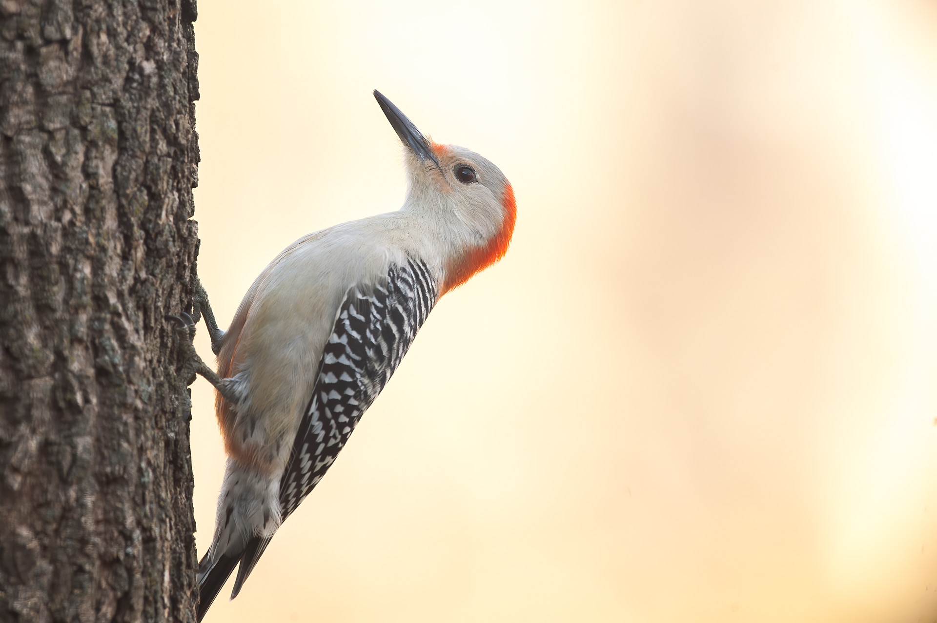 Red-bellied Woodpecker