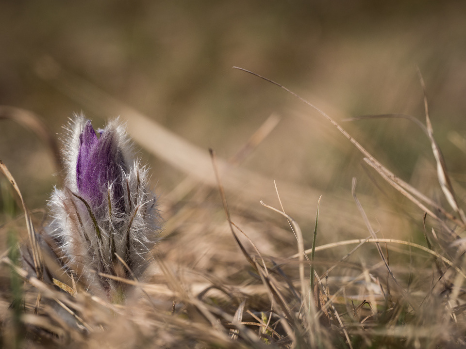 Greater pasque flower (Pulsatilla grandis)