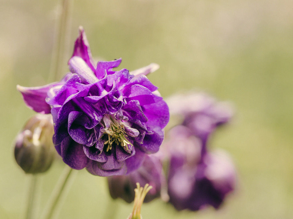 Granny's bonnet (Aquilegia)