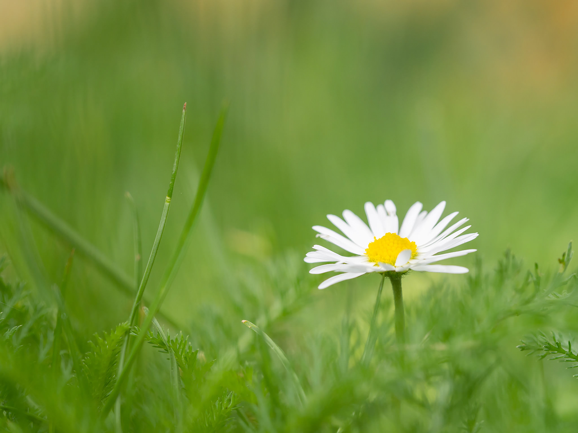 Lawn daisy (Bellis perennis)