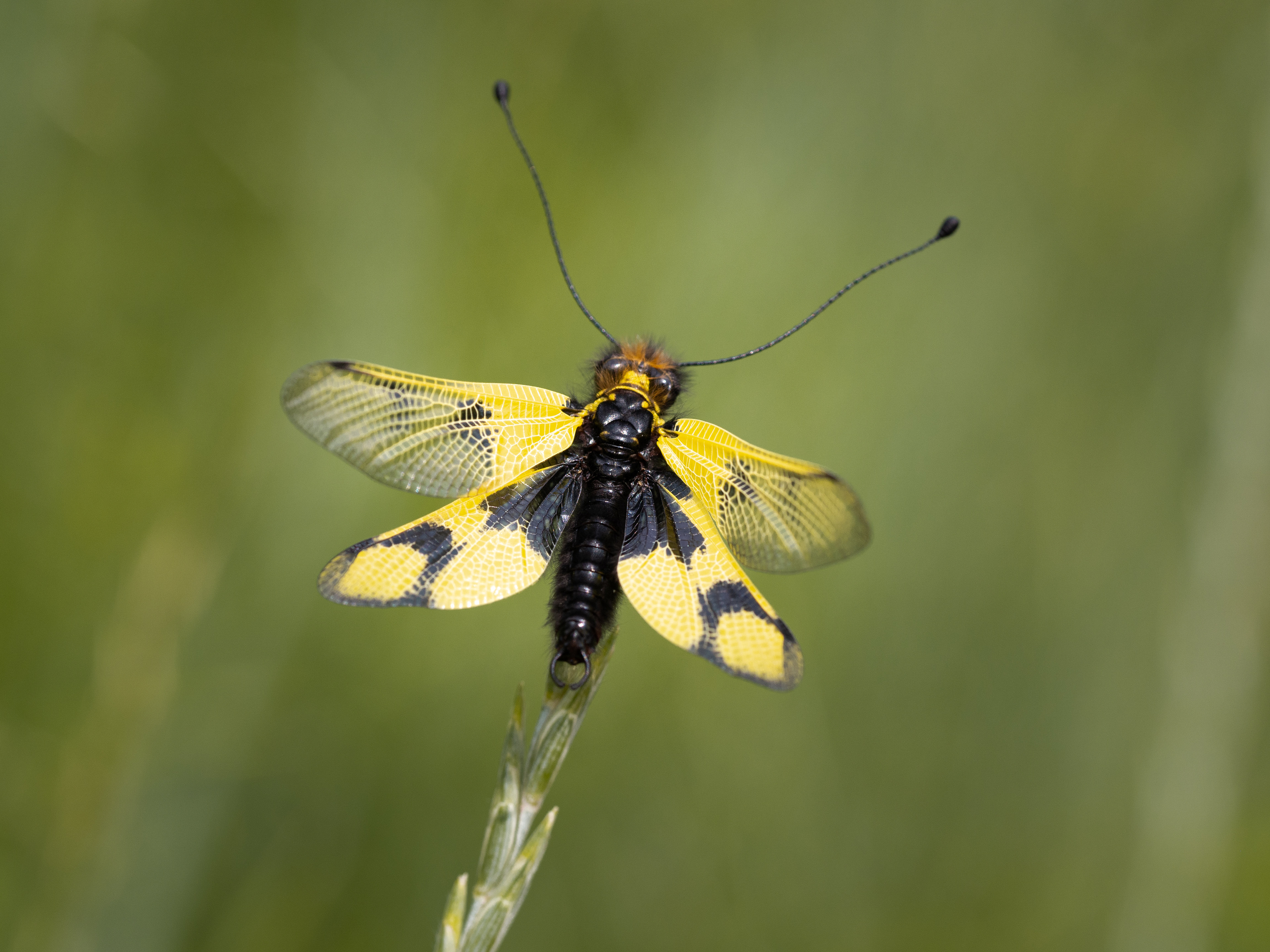 Libelloides macaronius