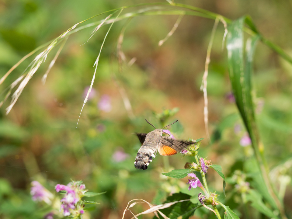 Hummingbird hawk-moth (Macroglossum stellatarum)