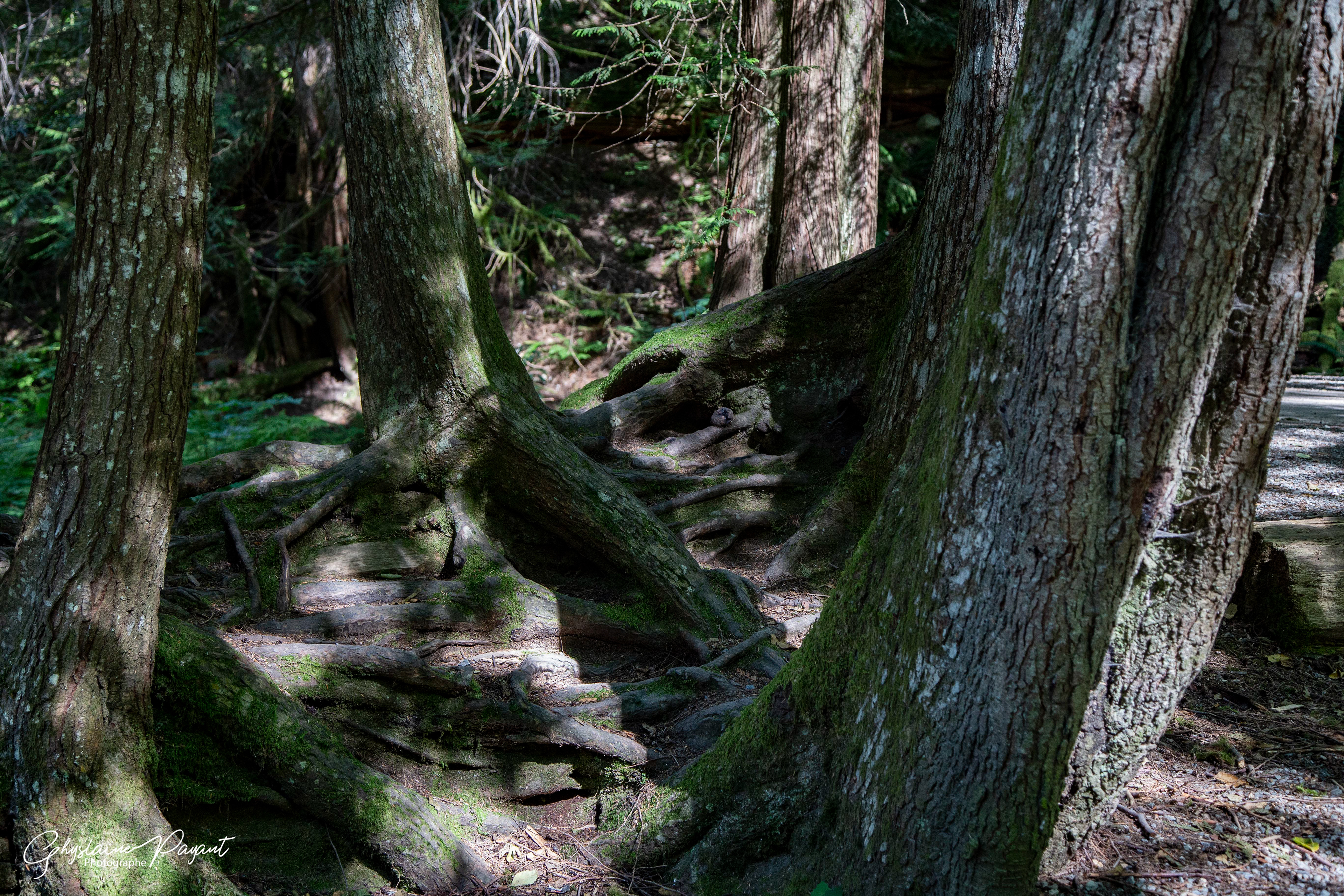 Shannon Falls Provincial Park