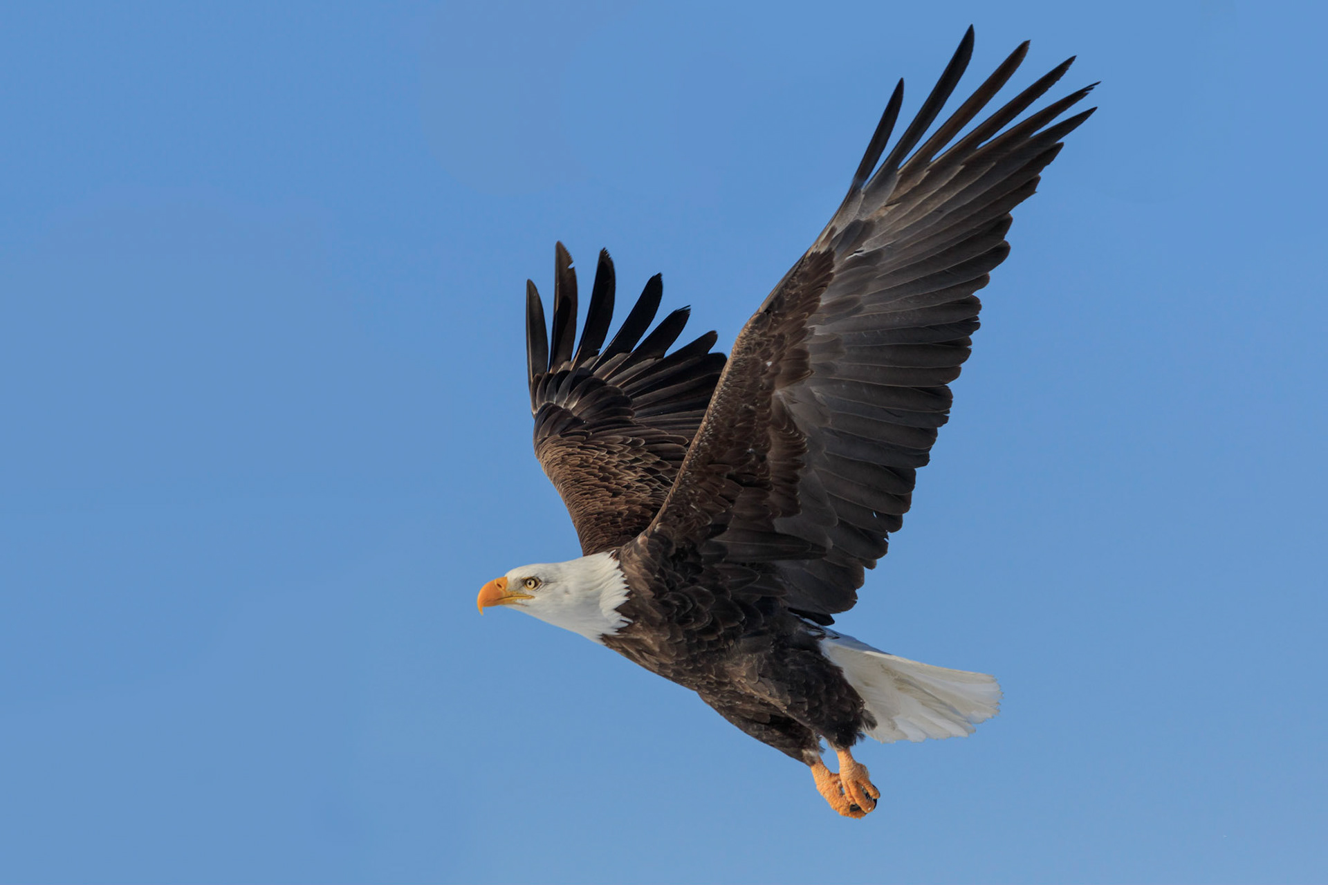Haliaeetus leucocephalus