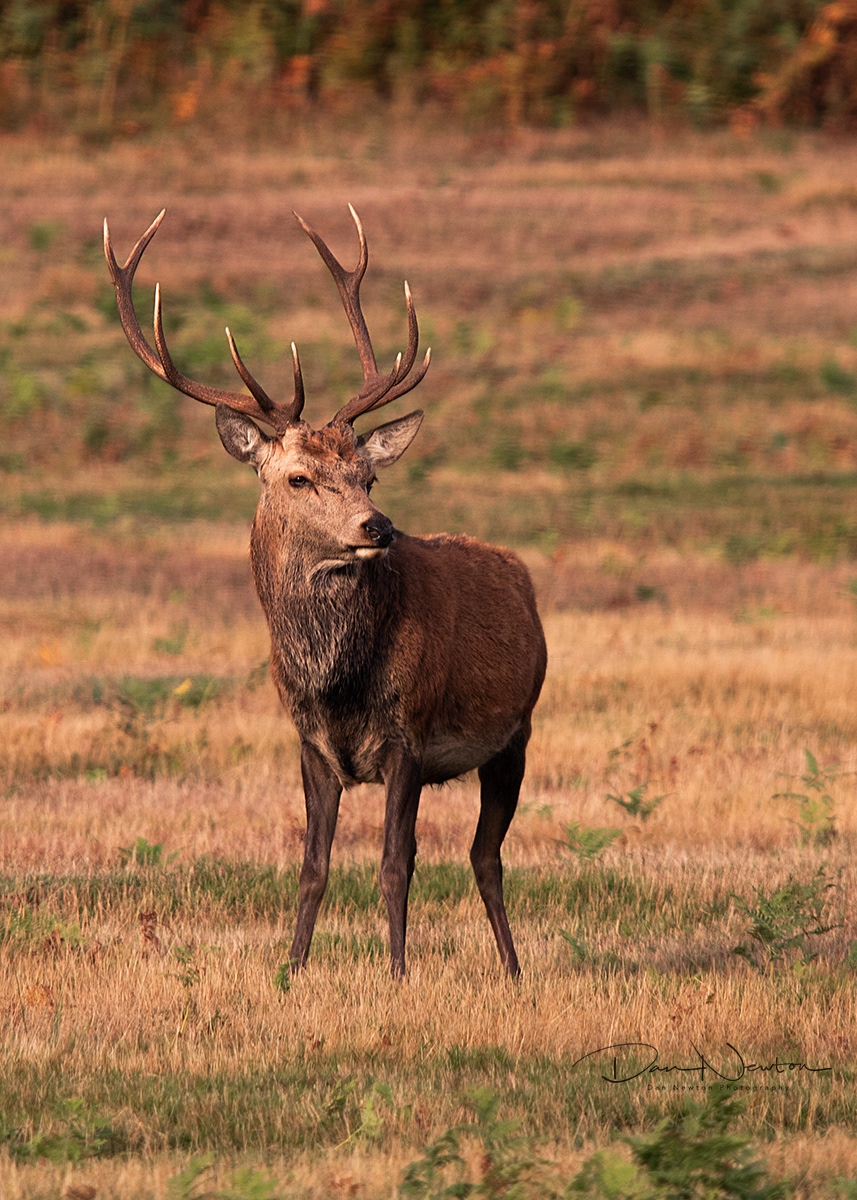 Red Deer