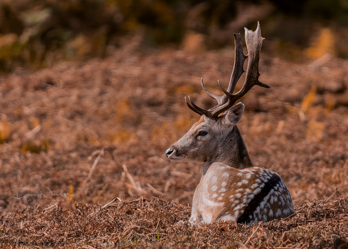 Fallow Deer