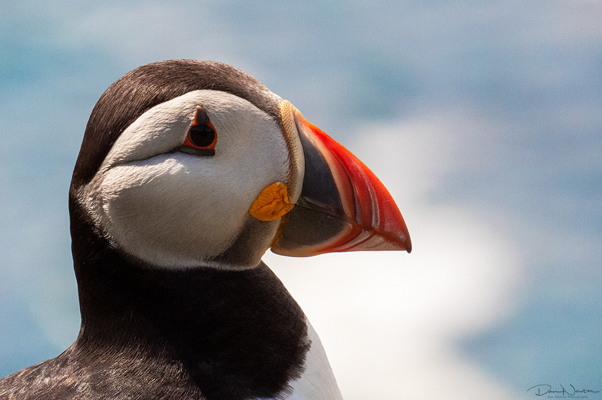 Puffin