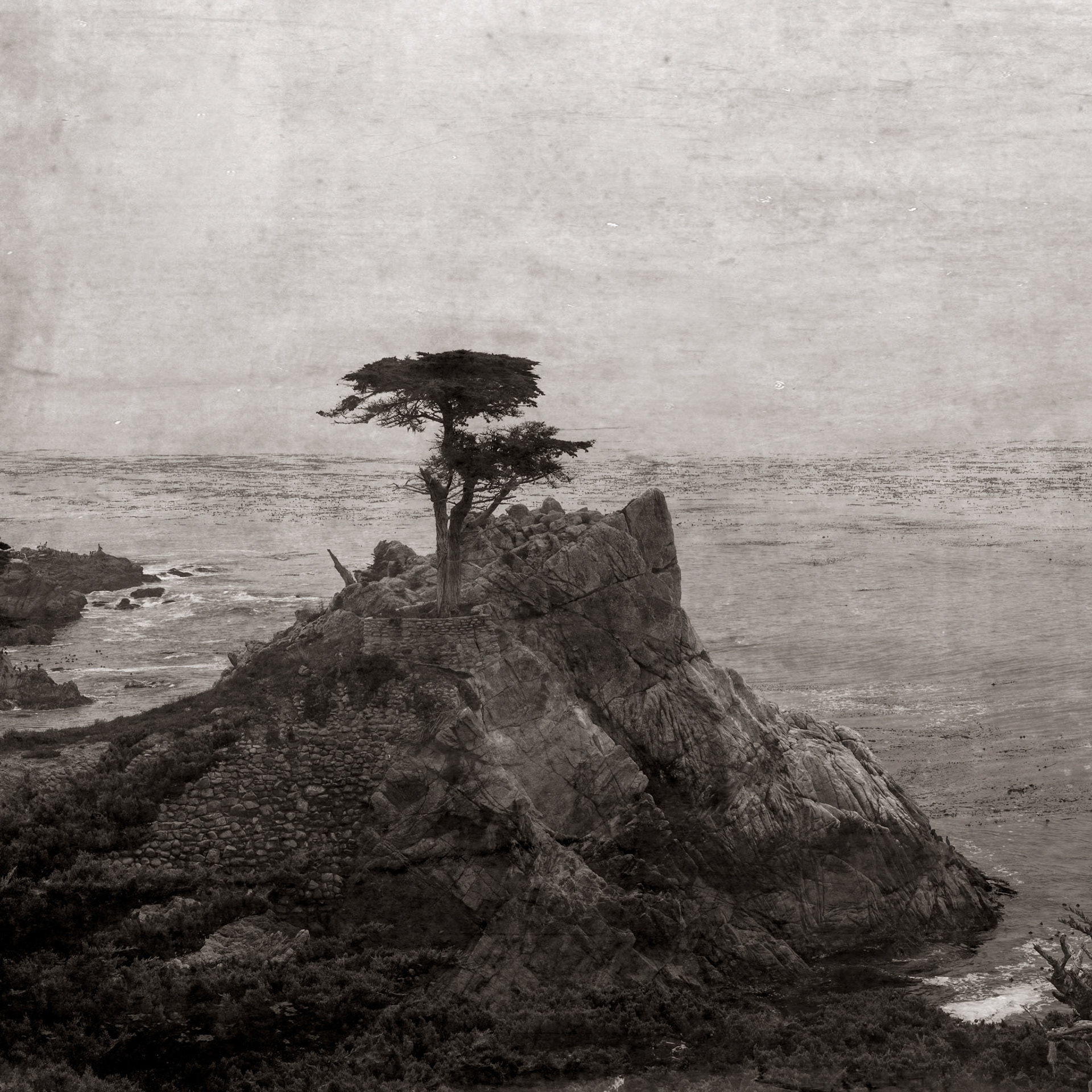 Lone Cypress, 2020