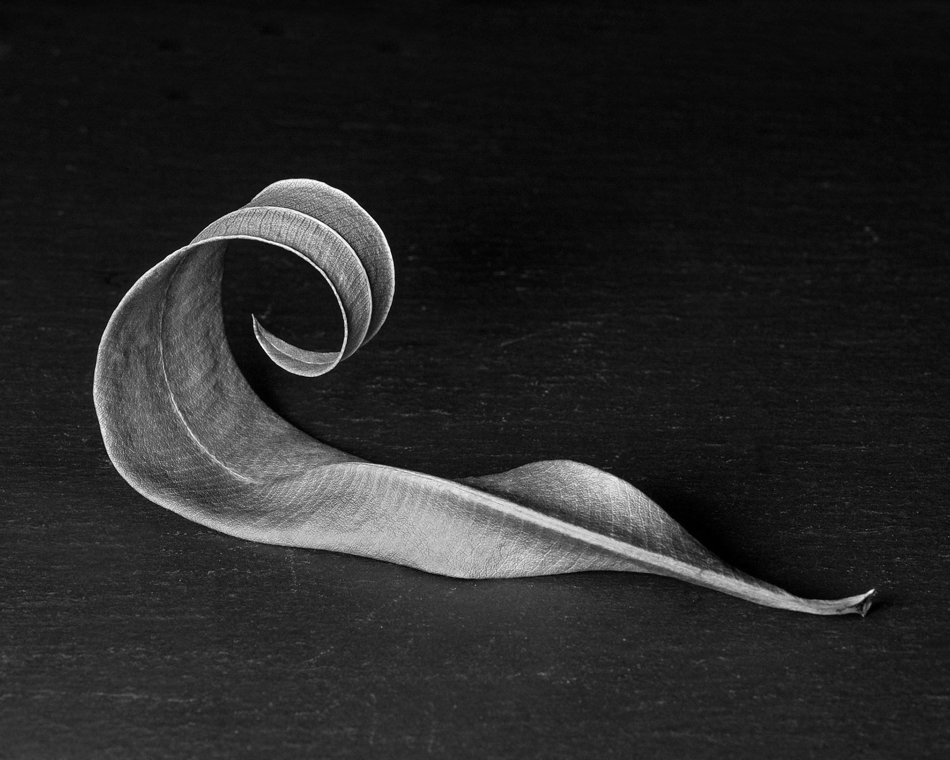 Oleander leaf, 2021