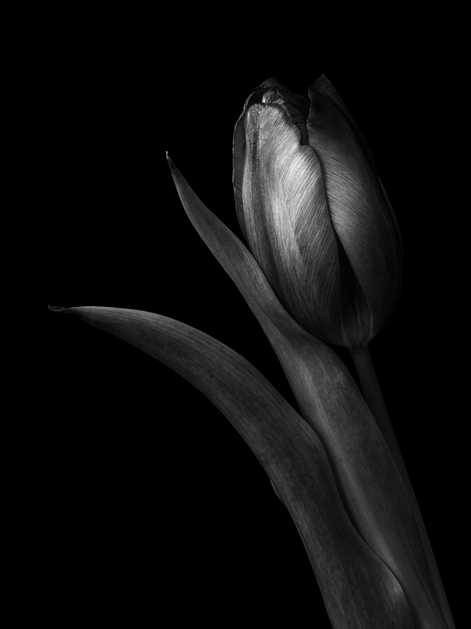 Tulip Portrait, 2021